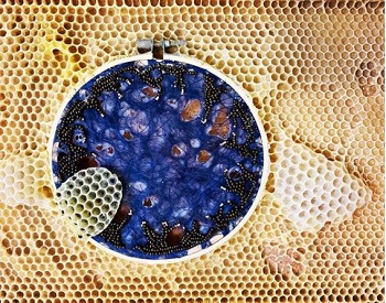 abeille ava roth design evok